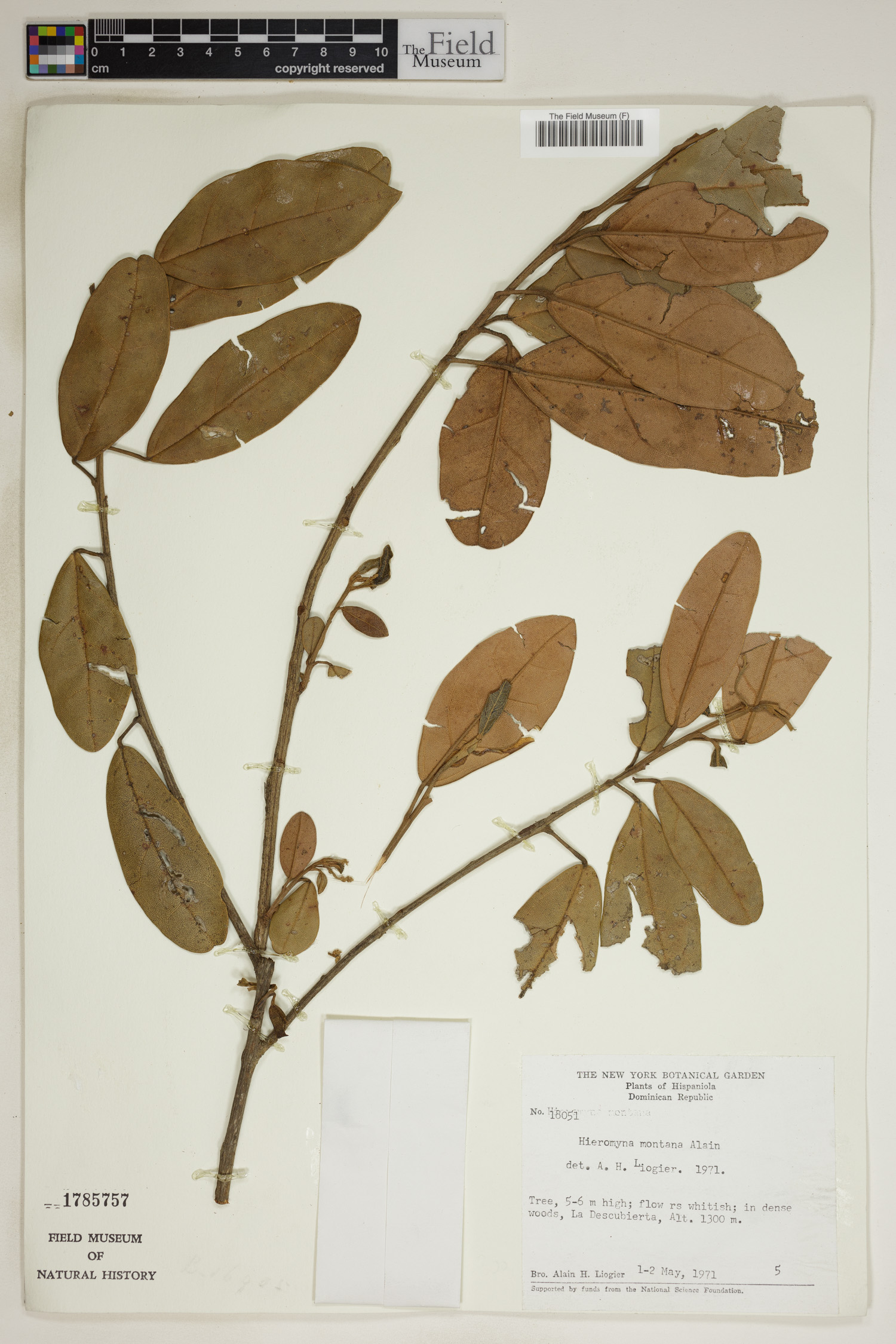 Hieronyma montana image