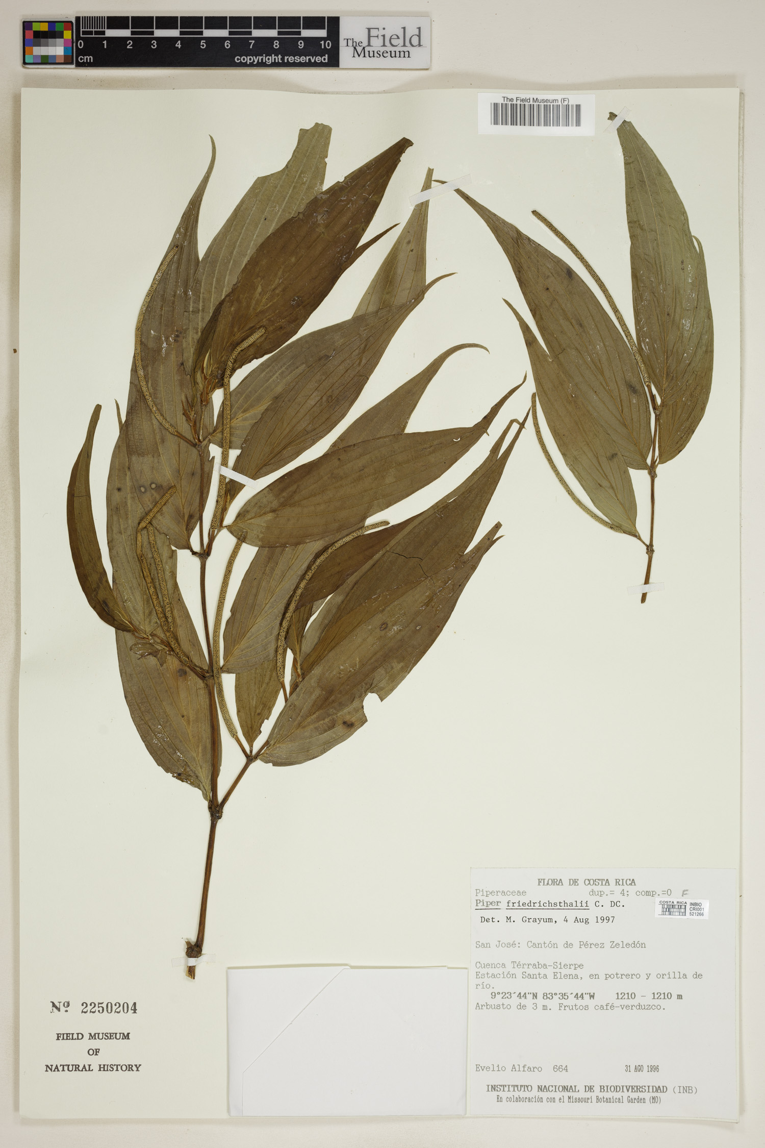 Piper friedrichsthalii image