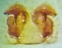 Grammonota chamberlini female epigynum