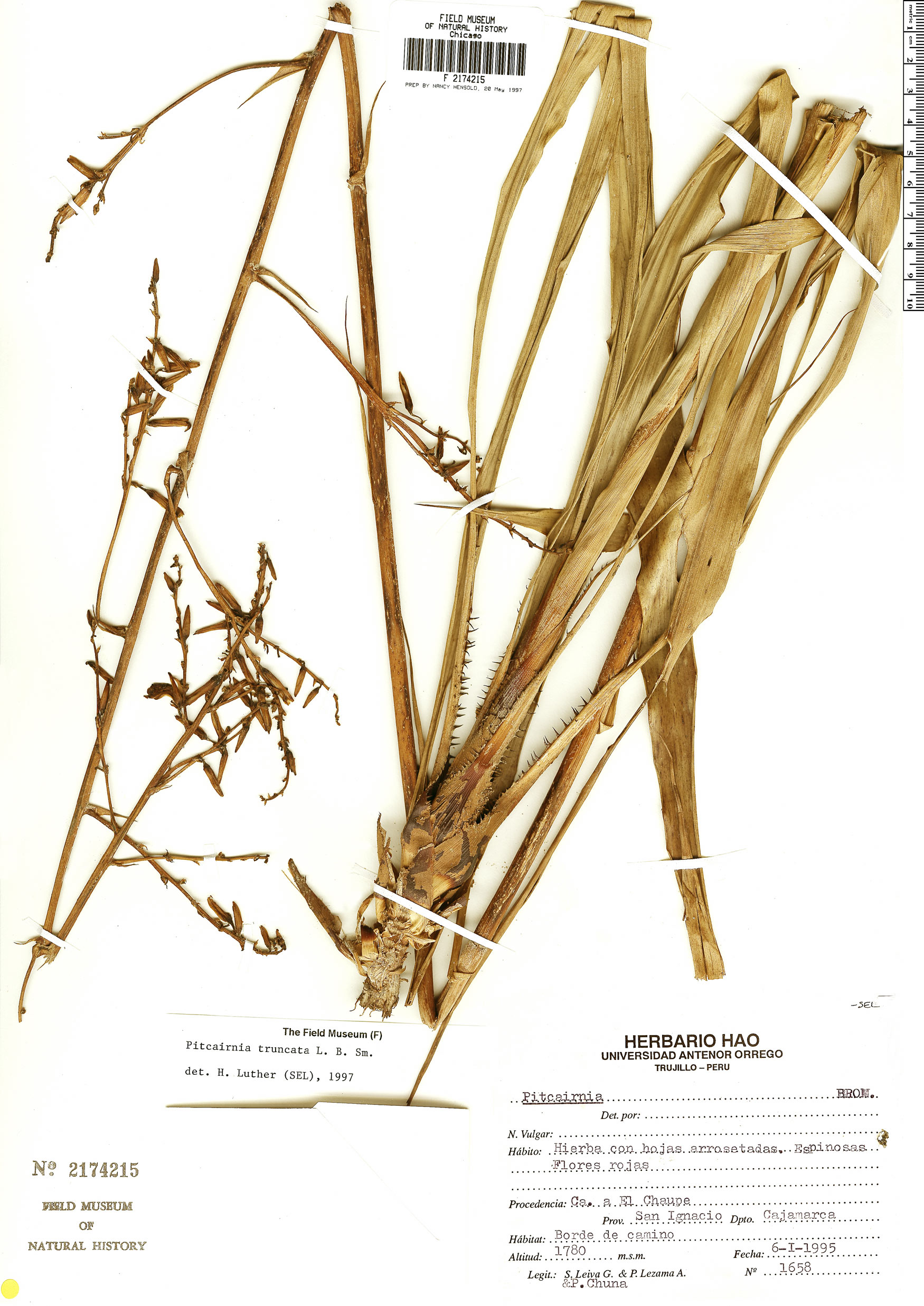 Pitcairnia truncata image