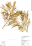 Senegalia tenuifolia image