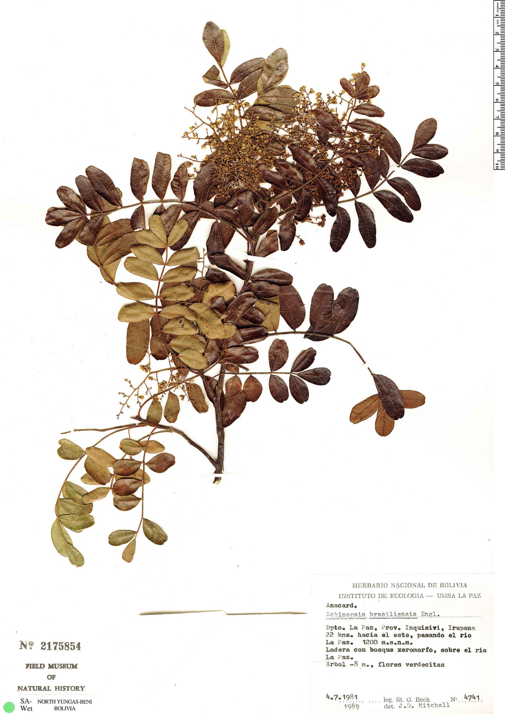 Schinopsis brasiliensis image