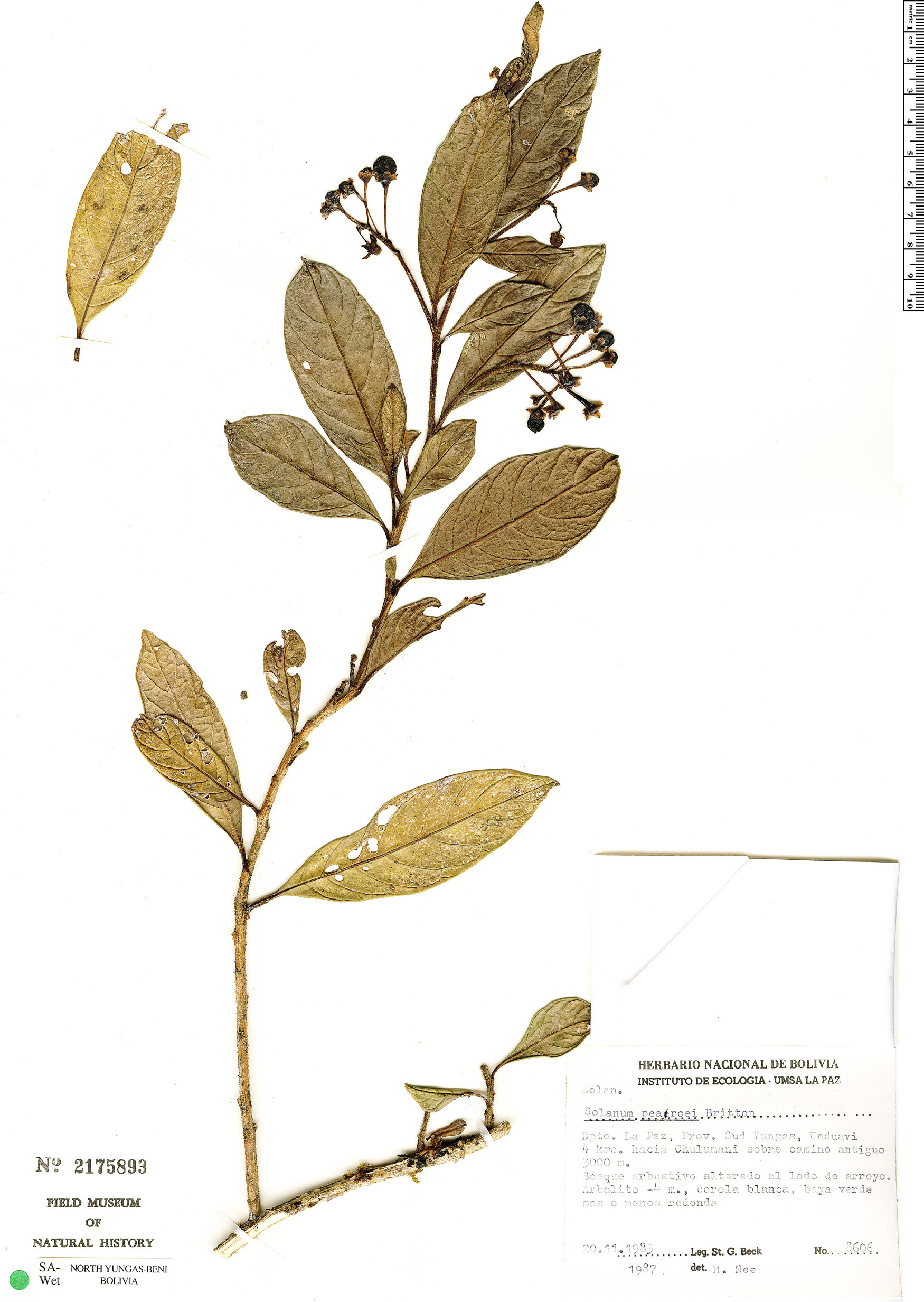 Solanum acuminatum image