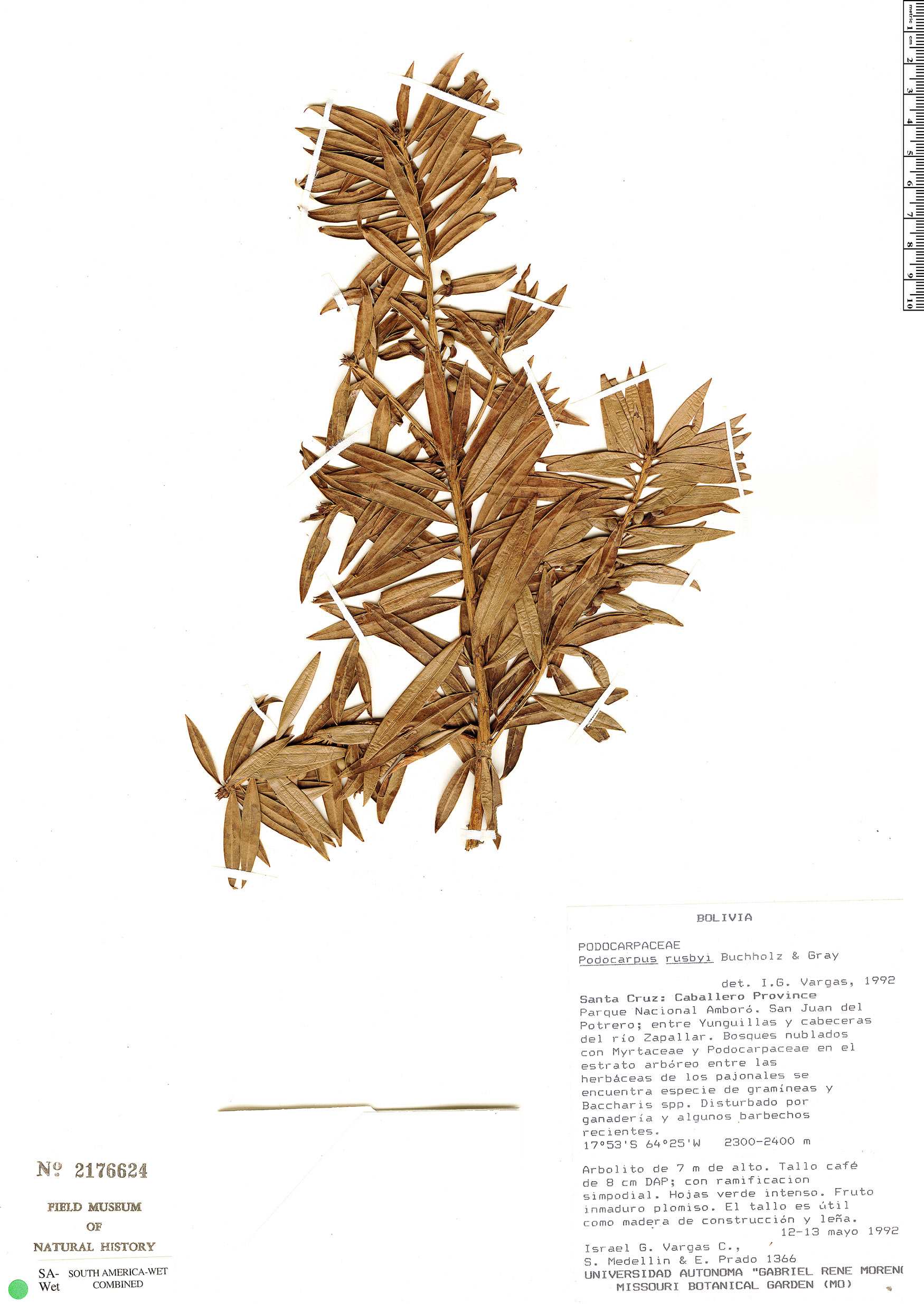 Podocarpus rusbyi image