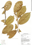 Annona cordifolia image