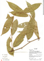 Passiflora spinosa image