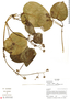 Metalepis albiflora image