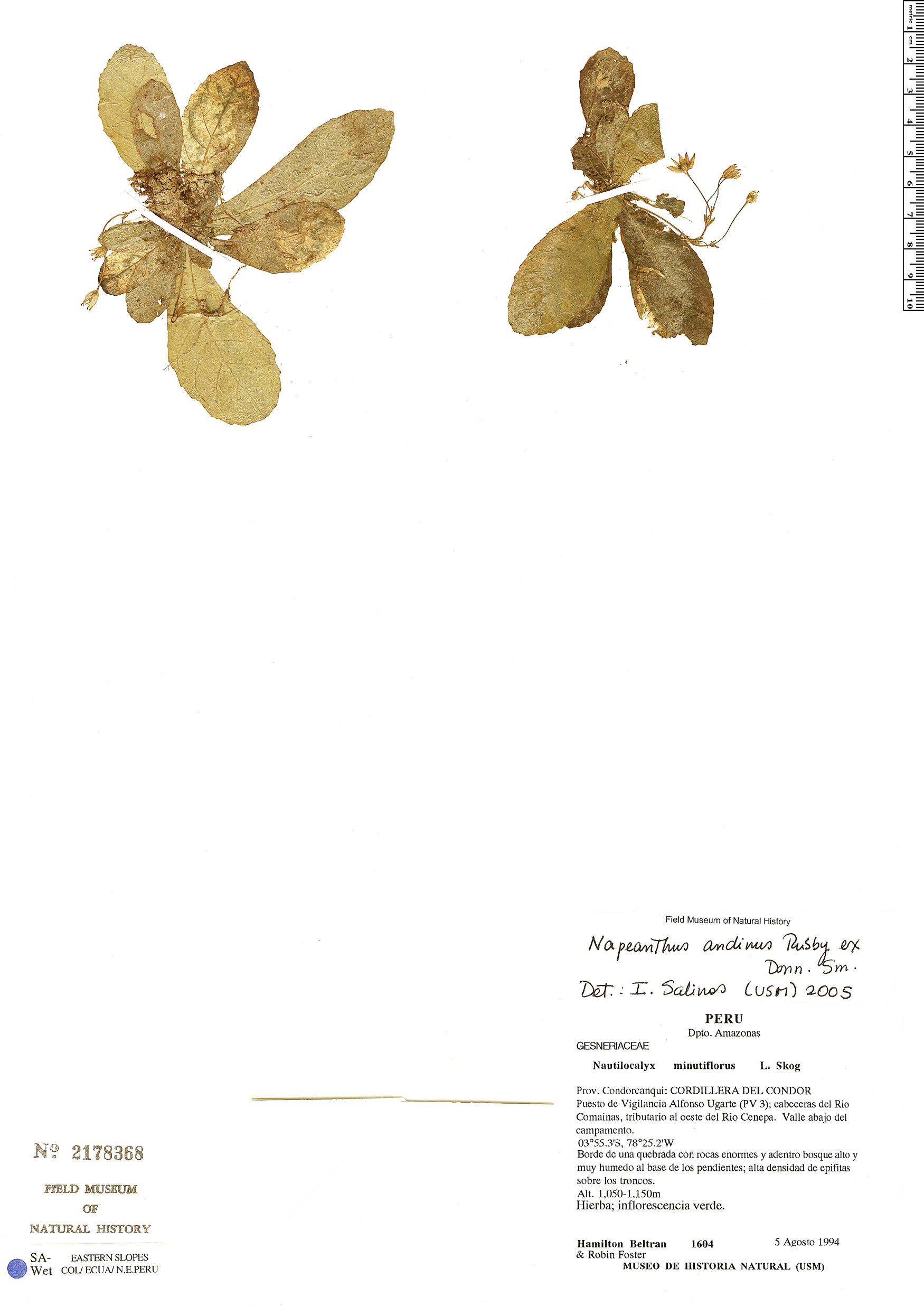 Napeanthus andinus image