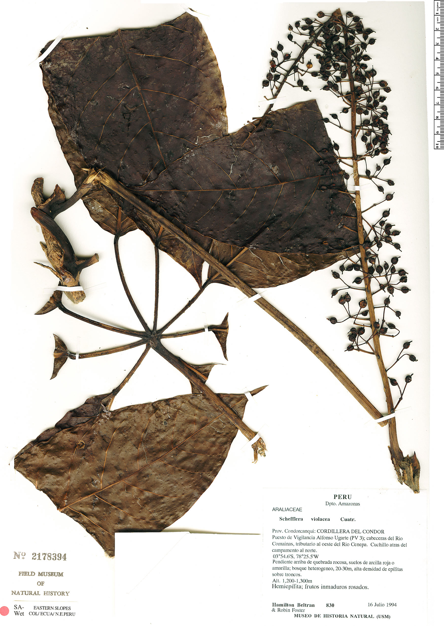 Schefflera violacea image