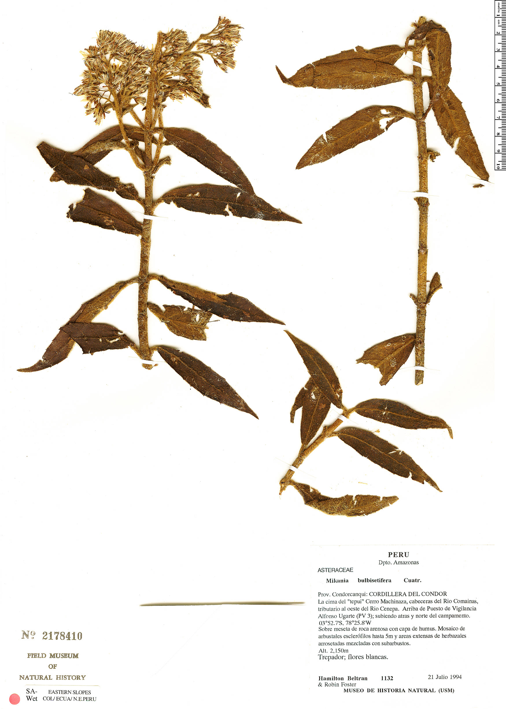 Mikania bulbisetifera image