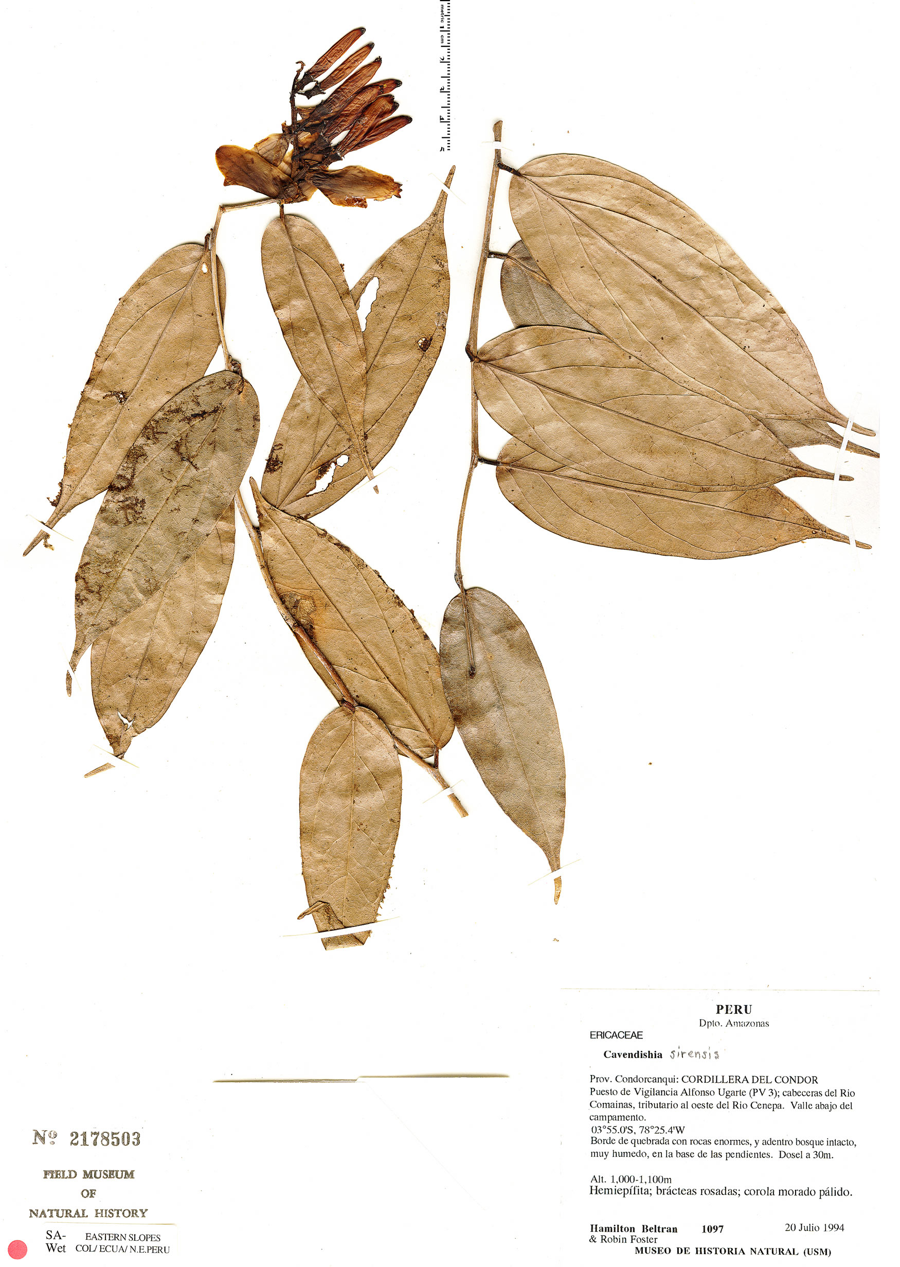 Cavendishia sirensis image
