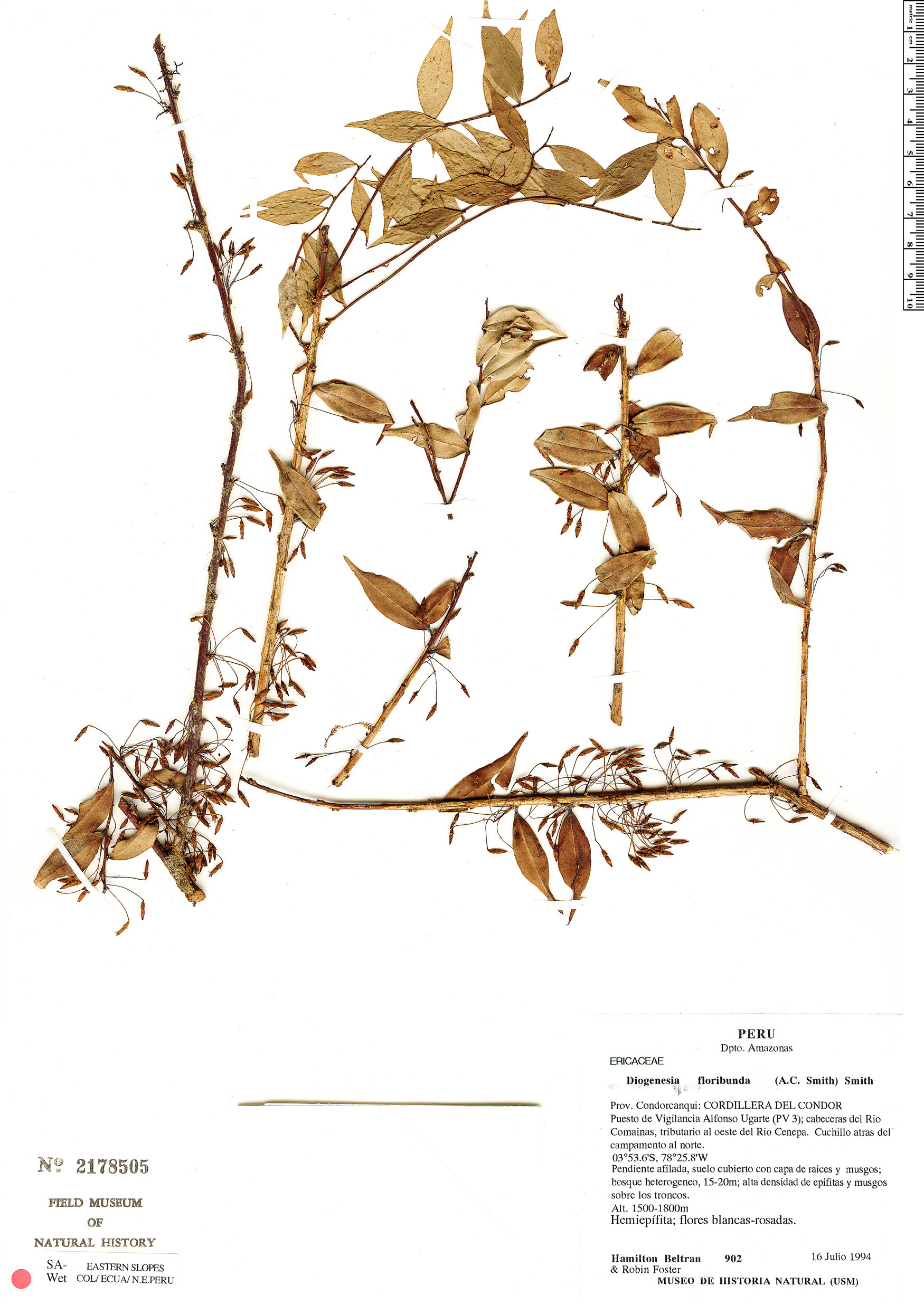 Diogenesia floribunda image