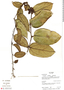 Cayaponia sessiliflora image