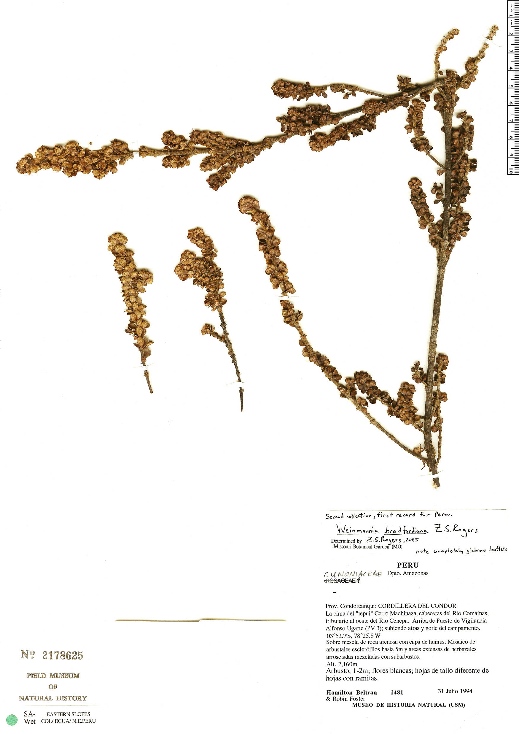 Weinmannia bradfordiana image