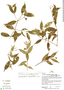 Faramea quinqueflora image