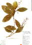 Psychotria longirostris image