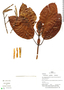 Ladenbergia graciliflora image