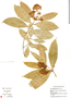 Heteropterys lindeniana image