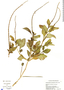 Stachytarpheta cayennensis image