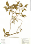 Hamelia calycosa image