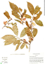 Wimmeria bartlettii image