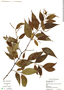 Piper pseudolindenii image