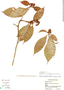 Psychotria carthagenensis image