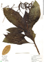Tournefortia glabra image