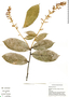 Hirtella triandra image
