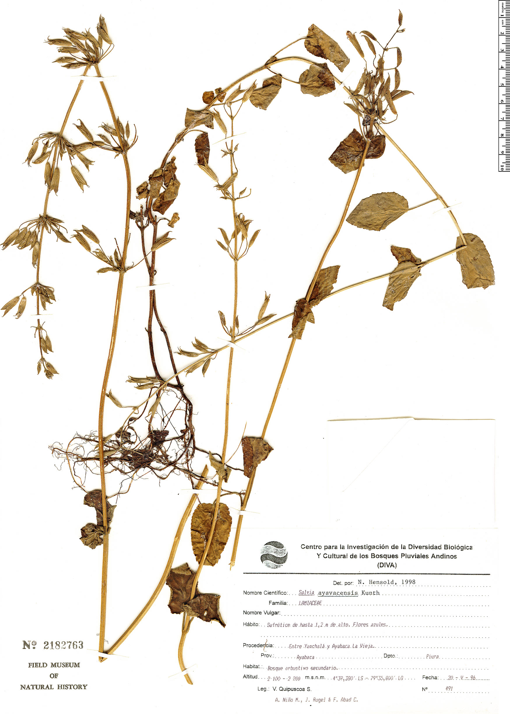 Salvia ayavacensis image