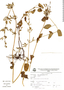 Salvia ayavacensis image