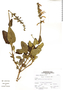 Salvia ochrantha image