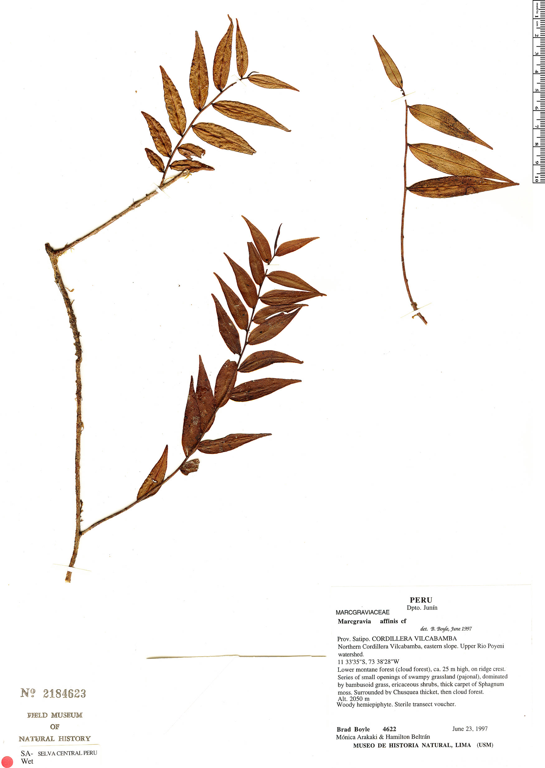 Marcgravia affinis image