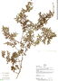 Pilea diversifolia image