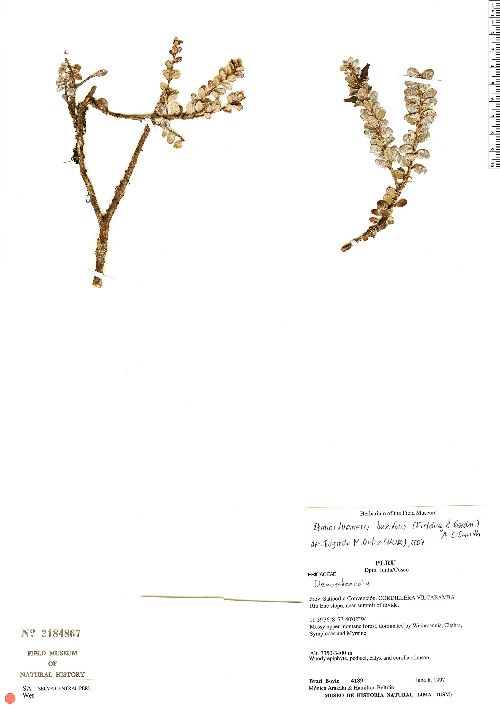 Demosthenesia buxifolia image