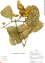Heteropterys aureosericea image