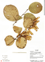 Heteropterys aureosericea image