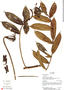 Marcgravia macrophylla image