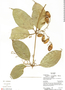 Cayaponia oppositifolia image