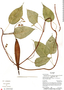 Cynanchum blandum image