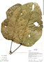 Ficus ypsilophlebia image