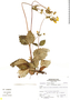 Calceolaria hispida image