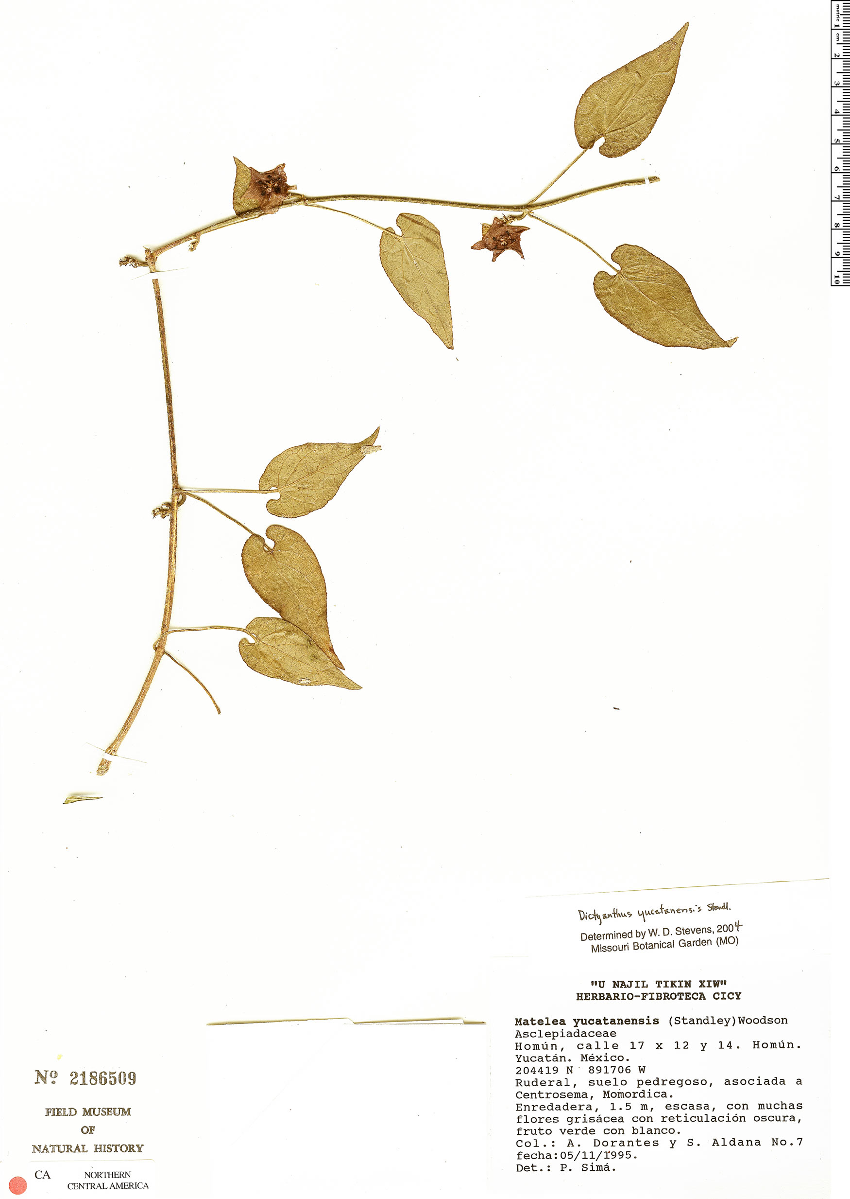 Dictyanthus yucatanensis image