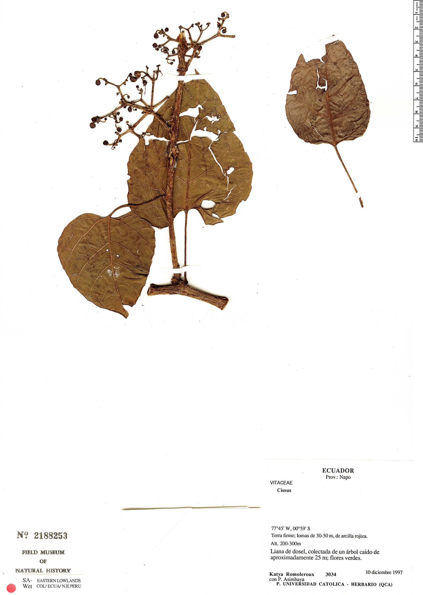Cissus anisophylla image