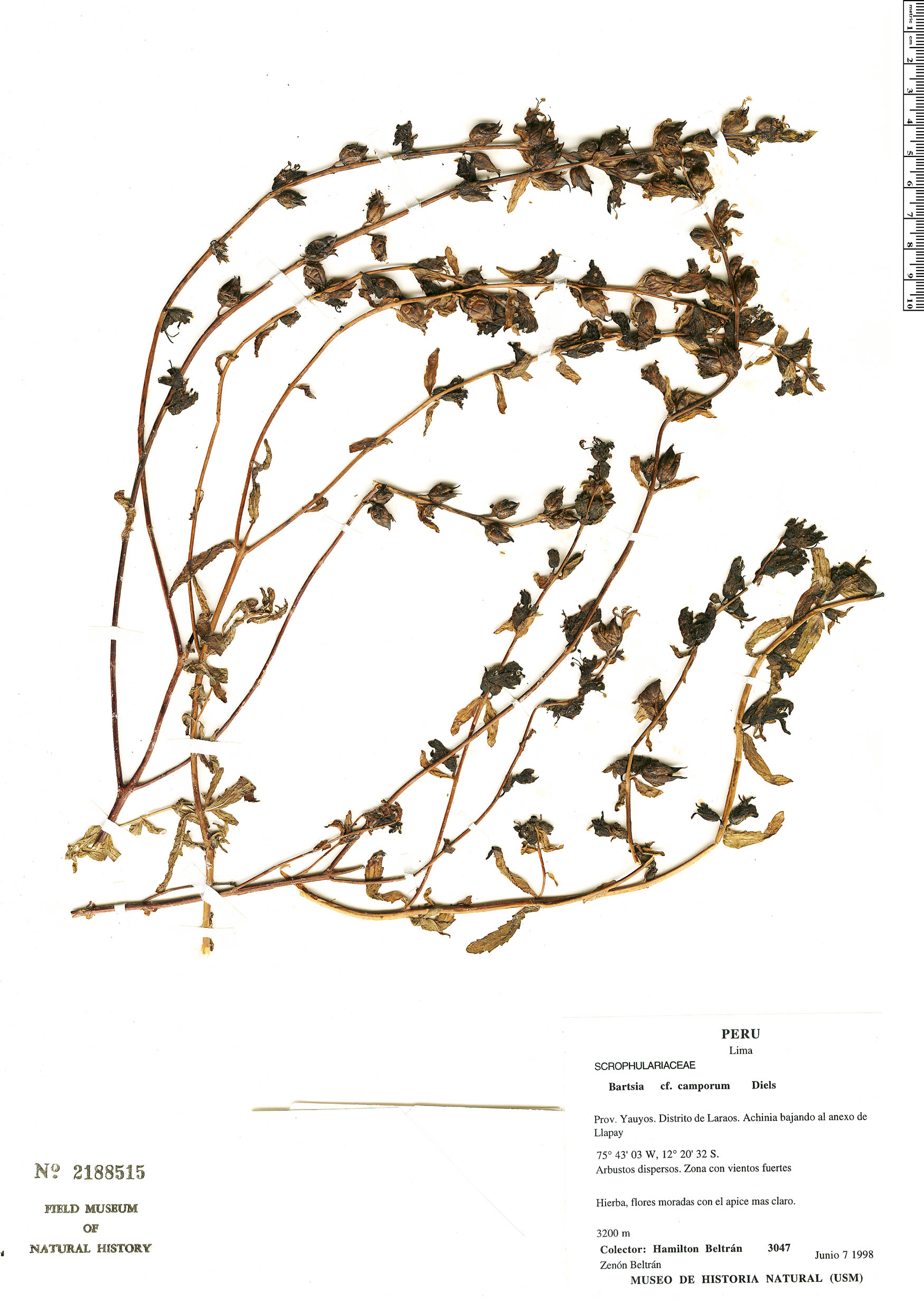 Bartsia camporum image