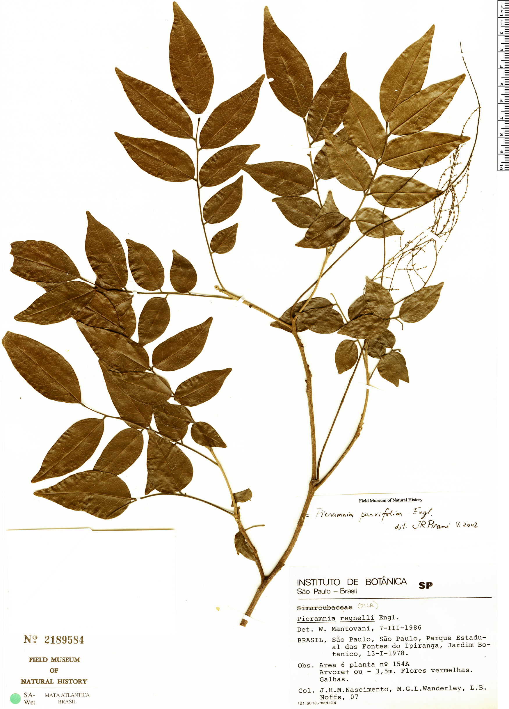 Picramnia parvifolia image
