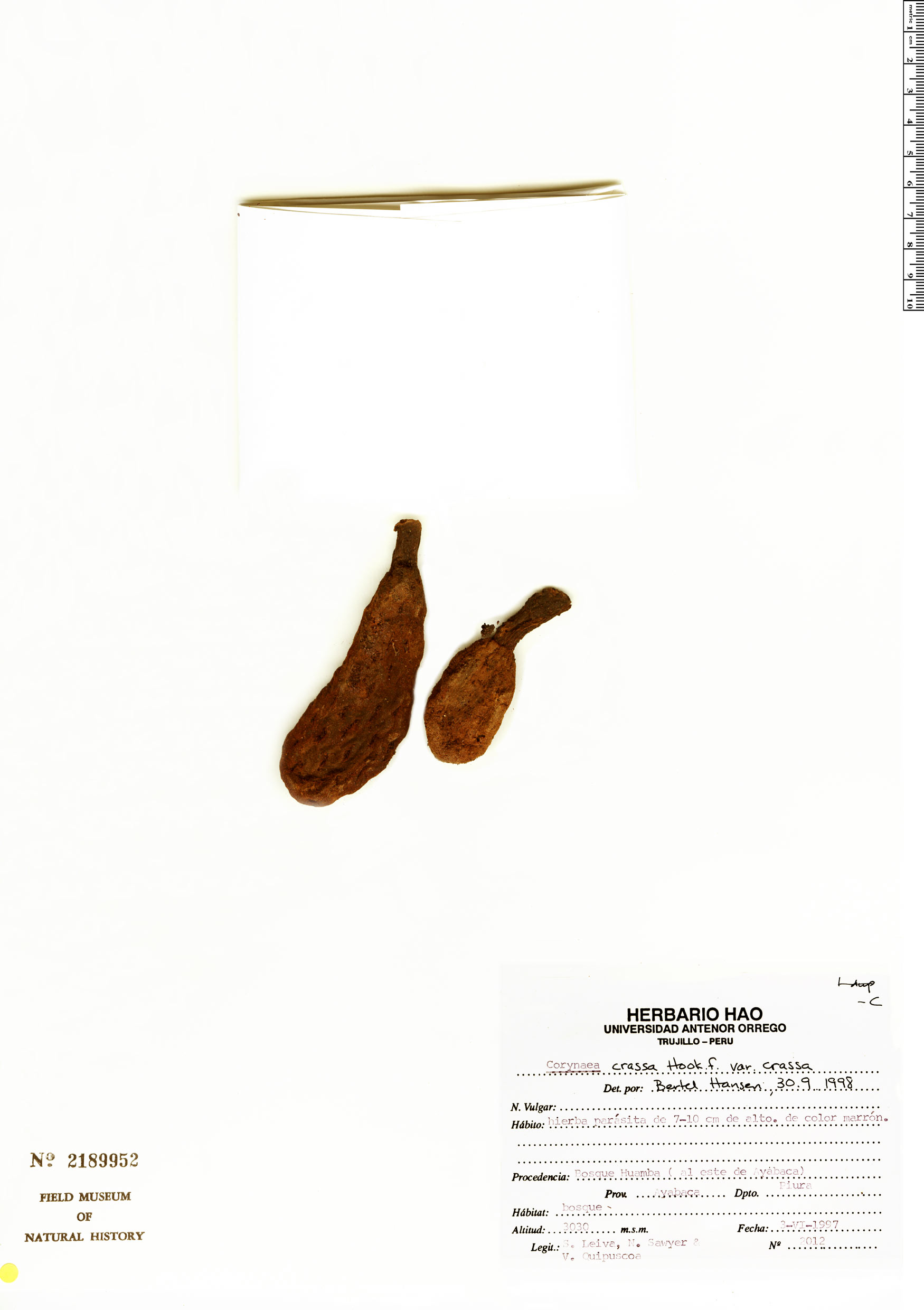 Corynaea crassa var. crassa image