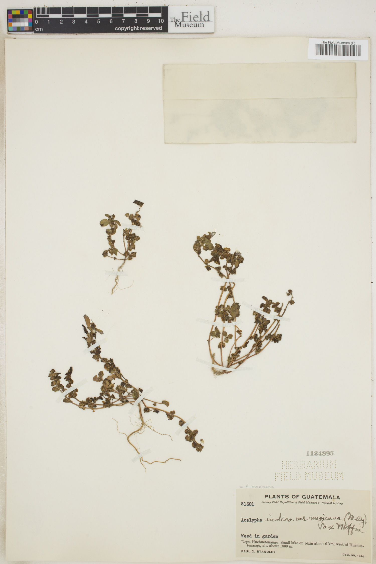 Acalypha mexicana image