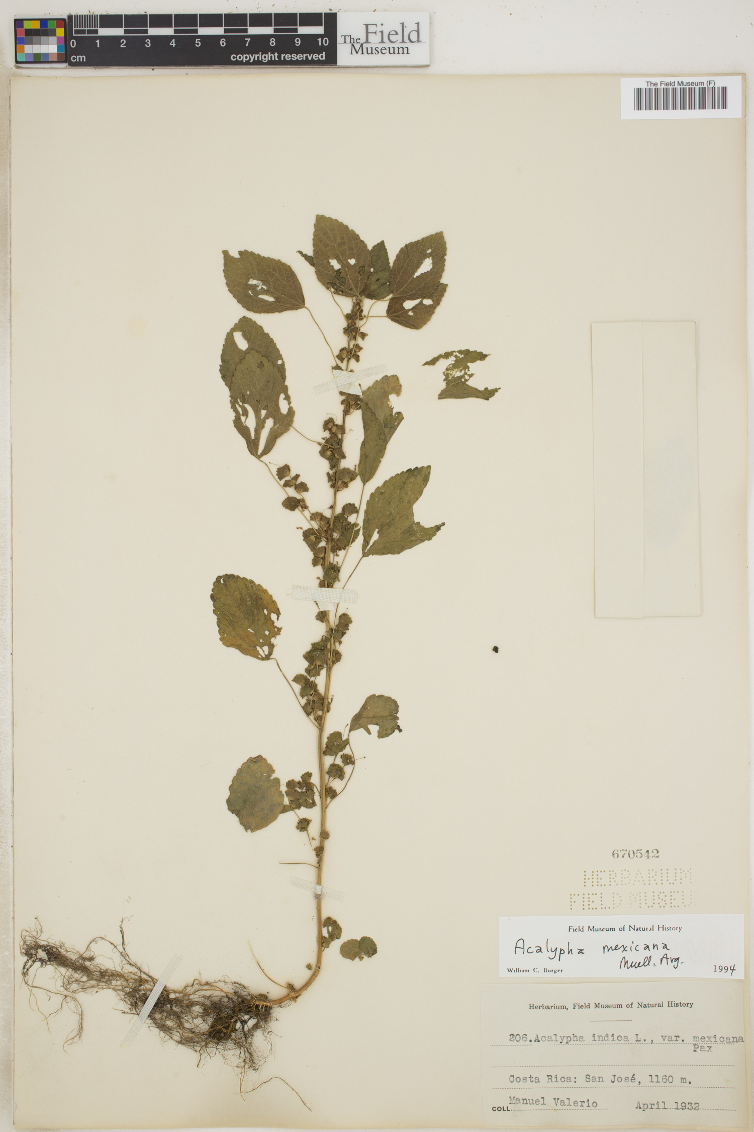 Acalypha mexicana image