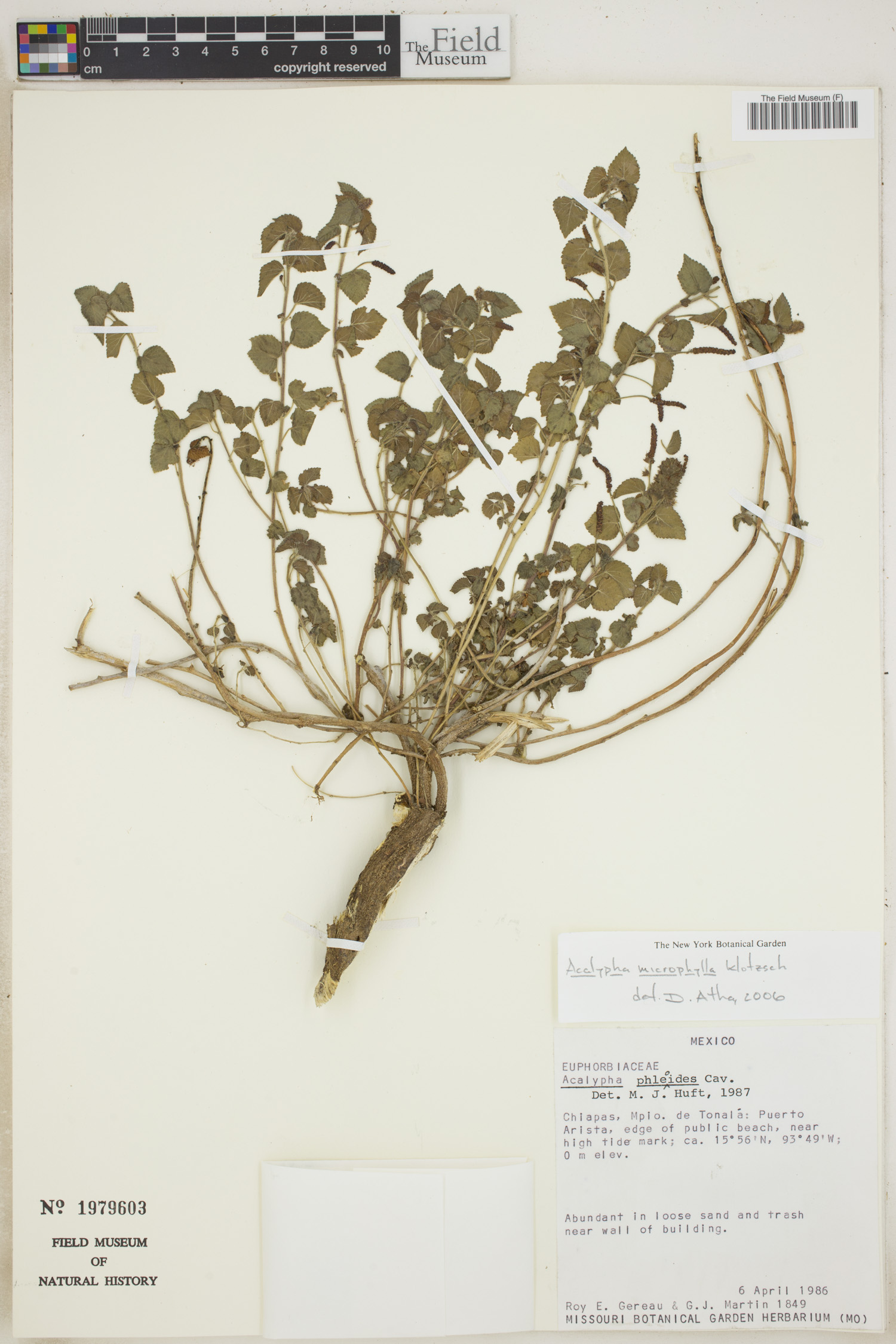 Acalypha microphylla image
